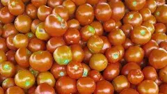 తూటా చేసిన గాయంతో..  టమాట ధర పడిపోయింది