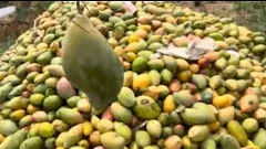 చిత్తూరు మామిడి ధర ఎందుకు చిన్నబోయింది.?!