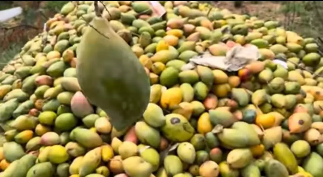 చిత్తూరు మామిడి ధర ఎందుకు చిన్నబోయింది.?!