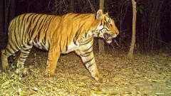 NSS టైగర్ రిజర్వ్‌లో గాండ్రించిన పెద్దపులి