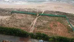 మొక్కలతో తీరం ముప్పునకు చెక్‌