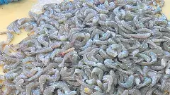 రొయ్యల రైతులకు ఊహించని విపత్తు