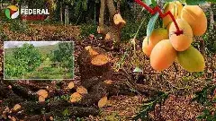 Indian Mango | చిత్తూరు జిల్లాలో విషాదం