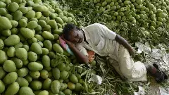 Chittoor Mango | తిరుపతిలో మ్యాంగో బోర్డు ఏర్పాటు చేయండి