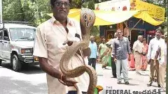 tirumala |  స్నేక్ క్యాచర్ పై కోరలు చాచిన కోబ్రా..