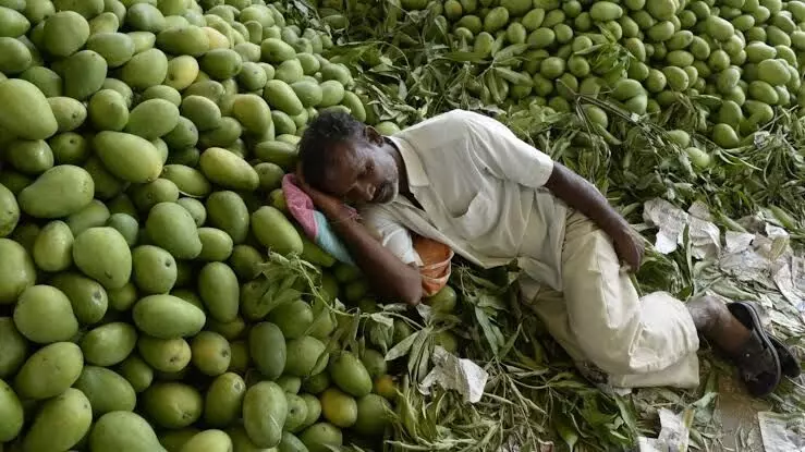 Chittoor Mango | తిరుపతిలో మ్యాంగో బోర్డు ఏర్పాటు చేయండి Chittoor Mango | తిరుపతిలో మ్యాంగో బోర్డు ఏర్పాటు చేయండి