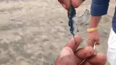 ‘అంతర్వేది’లో విషపురుగులు