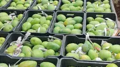 Chittoor Mango Story: తోతాపురి తోసేస్తే, టేబుల్ మామిడి నిలబెట్టింది