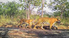 అభయారణ్యాల్లో పులుల ఏకాంతానికి వేళైంది...