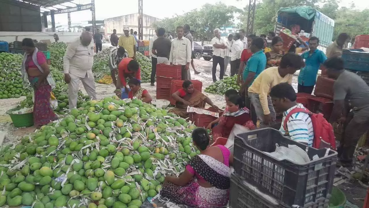 బంగారుపాళెం మార్కెట్ లో బేనీషా రకం మామిడికాయలు