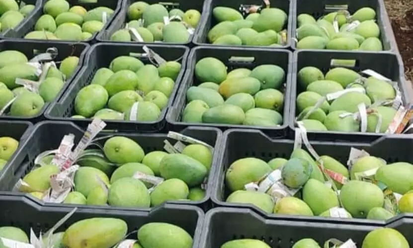Chittoor Mango Story: తోతాపురి తోసేస్తే, టేబుల్ మామిడి నిలబెట్టింది