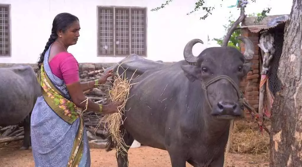 ‘ సుభిక్ష ’ సహకారంతో పశుపోషణలో జీవనోపాధులు పొందుతున్న మహిళలు