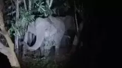 Tirumala|| తిరుమల ఘాట్‌ రోడ్డులో ఏనుగుల గుంపు హల్‌ చల్‌.!