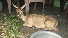 ఇలాంటి అతిథులను కాపాడేదెలా...?