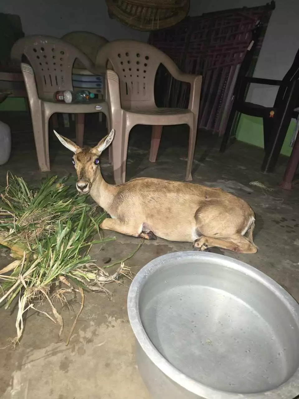 ఇలాంటి అతిథులను కాపాడేదెలా...? ఇలాంటి అతిథులను కాపాడేదెలా...?
