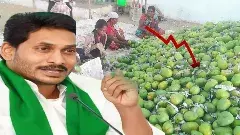 Mango price crisis || చిత్తూరులో జగన్ ఫీవర్.కాకరేపుతున్న పర్యటన
