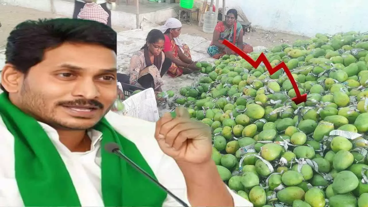 Mango price crisis || చిత్తూరులో జగన్ ఫీవర్.కాకరేపుతున్న పర్యటన Mango price crisis || చిత్తూరులో జగన్ ఫీవర్.కాకరేపుతున్న పర్యటన