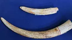 శేషాచలం అడవి సాక్షిగా నాడు ఎర్రచందనం...నేడు ఏనుగుదంతాల స్మగ్లింగ్