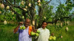 ‘మా తోట’తో మారిన గిరిజనుల బతుకు బాట..