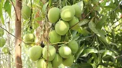 ‘మామిడి’ అధిక దిగుబడి బరువు ఎందుకయింది?