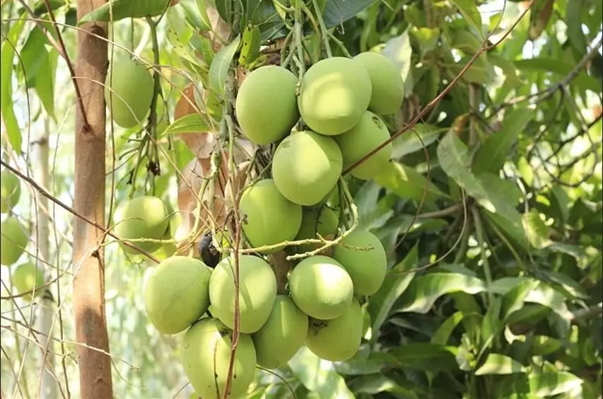 ‘మామిడి’ అధిక దిగుబడి బరువు ఎందుకయింది?