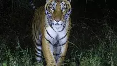 అమ్రాబాద్ అభయారణ్యం... పులులకు సురక్షిత ఆవాసం