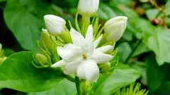 రాలుతున్న మల్లె రైతుల ఆశలు