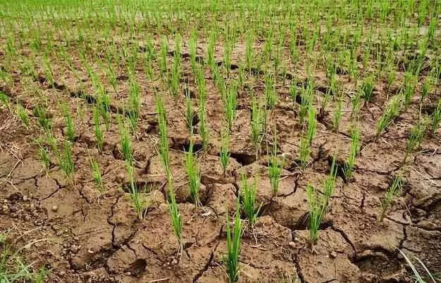 ఈ వర్షాలు లోటు తీరుస్తాయా?