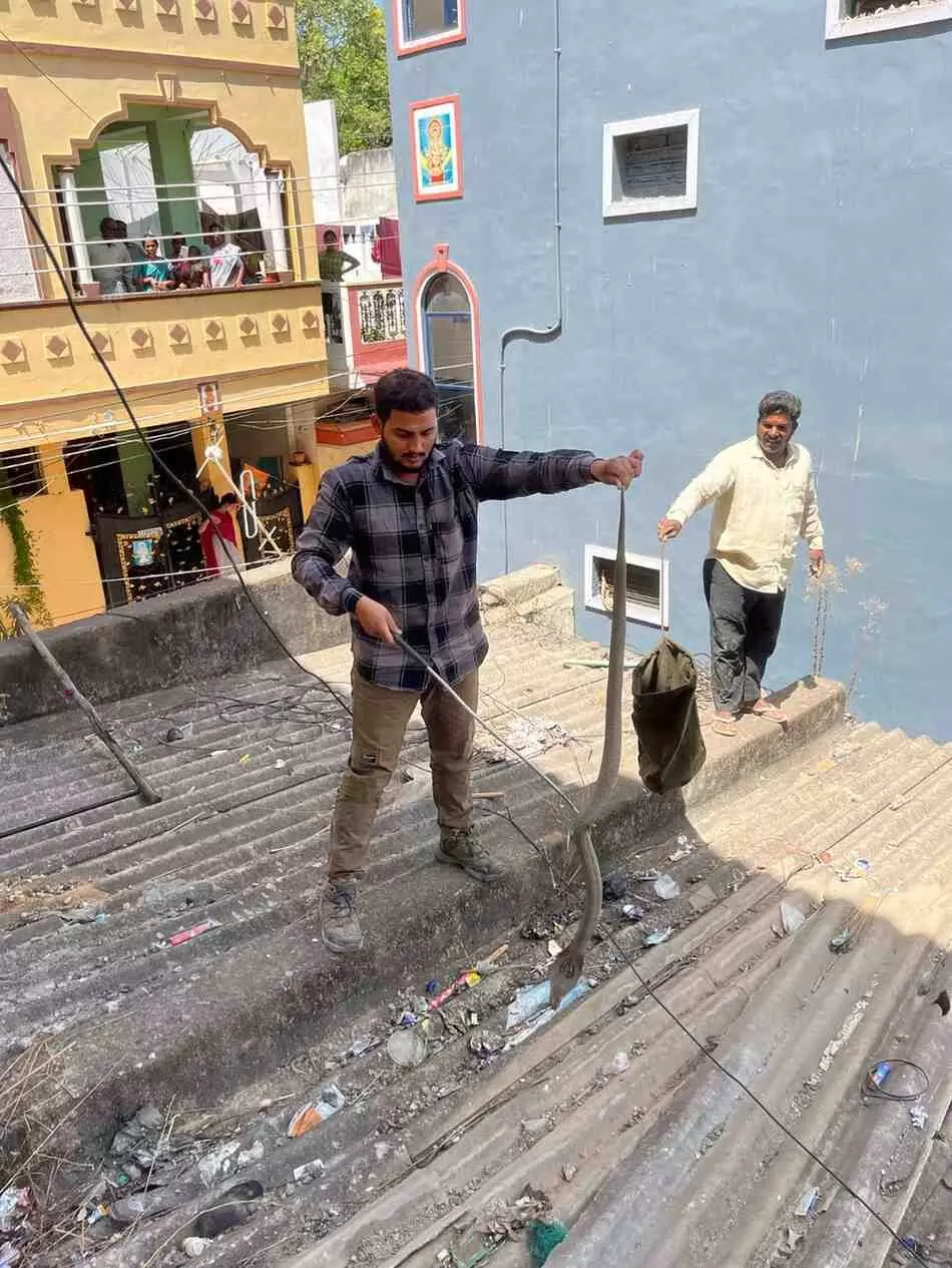 వర్షాలతో ఇళ్లలోకి కింగ్ కోబ్రాలు వస్తున్నాయి...బిగ్ అలర్ట్