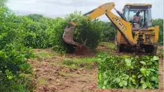 నెల్లూరు:బడుగులపై బుల్డోజర్..   విలవిలలాడిన నిమ్మ తోటలు