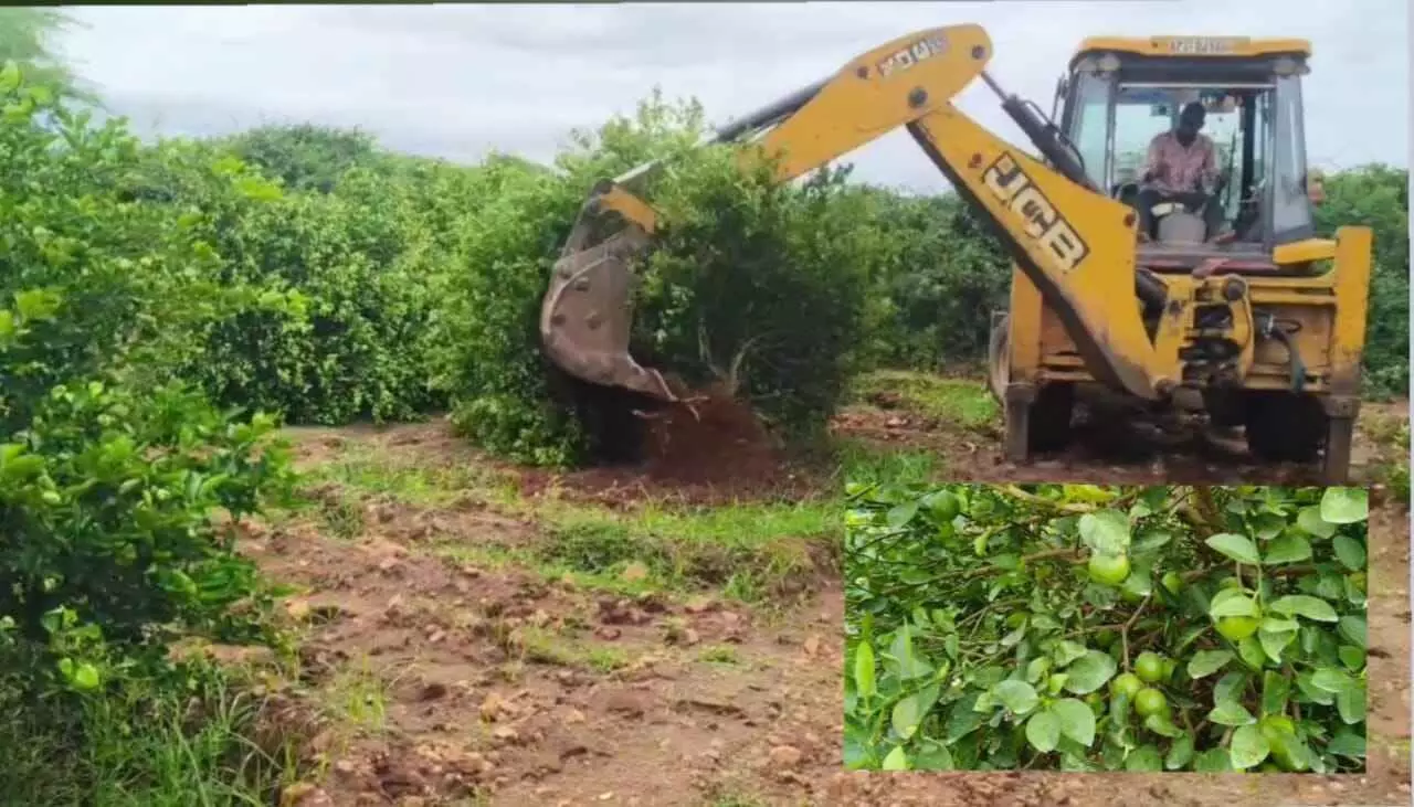 నెల్లూరు:బడుగులపై బుల్డోజర్.. విలవిలలాడిన నిమ్మ తోటలు నెల్లూరు:బడుగులపై బుల్డోజర్.. విలవిలలాడిన నిమ్మ తోటలు
