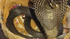 నాగపంచమి వేళ నాగుపాములను హింసించొద్దు...