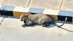 హైదరాబాద్ శివార్లలో జనం భయం..భయం, ఎందుకంటే...