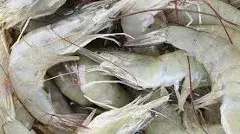 అయ్యో.. ఏపీ రొయ్యకింత కష్టం వచ్చిందా?