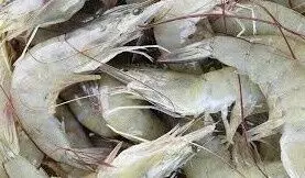 అయ్యో.. ఏపీ రొయ్యకింత కష్టం వచ్చిందా?