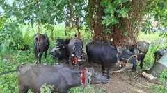 అమరావతి పాడి రైతుల పరిస్థితి ఏమిటి?