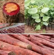 ఈ ఎర్రచందనం స్మగ్లింగ్ ముఠాకి కొమ్ముగాసిన రాజకీయ నేత ఎవరు? ఈ ఎర్రచందనం స్మగ్లింగ్ ముఠాకి కొమ్ముగాసిన రాజకీయ నేత ఎవరు?