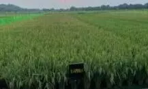 అరె వో సాంబా! వరి పంట పండింది!!