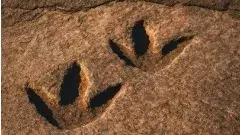 శేషాచలం అడవుల్లో  ఫాసిల్స్ పాదముద్రలు....