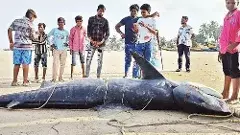 అనకాపల్లి సొర.. అదిరెన్ దీని ధర!