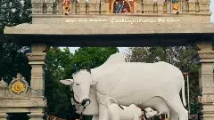 తిరుపతి భూలోక గోకులంగా మారనున్న ఎస్వీ గోశాల