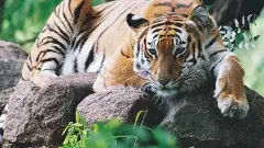 తెలంగాణ: ఏజెన్సీ ఏరియాలో మరోసారి కనిపించిన పెద్దపులి