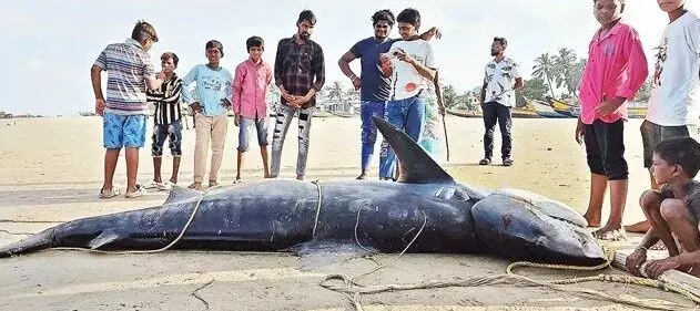 అనకాపల్లి సొర.. అదిరెన్ దీని ధర! అనకాపల్లి సొర.. అదిరెన్ దీని ధర!