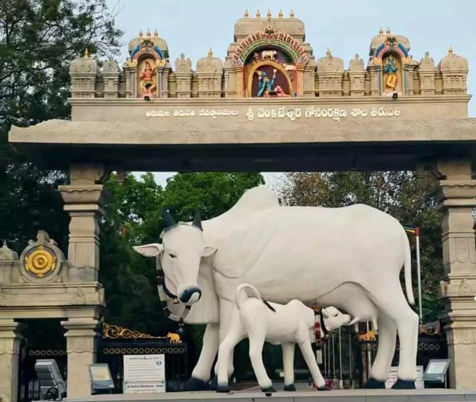 తిరుపతి భూలోక గోకులంగా మారనున్న ఎస్వీ గోశాల