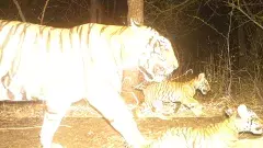 ఫరా,తారా, బౌరమ్మ...ఇవీ తెలంగాణలో అమ్రాబాద్ పులులు