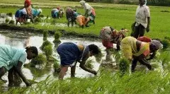 క్రాప్ లోన్స్ కు దూరంగా కౌలు రైతులు