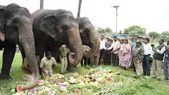 ఏనుగులకు పంచభక్ష పరమాన్నంతో విందు