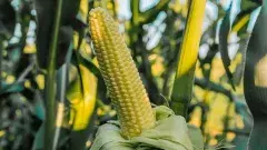 విజయరాయ్ లో మొక్క జొన్న నూనె