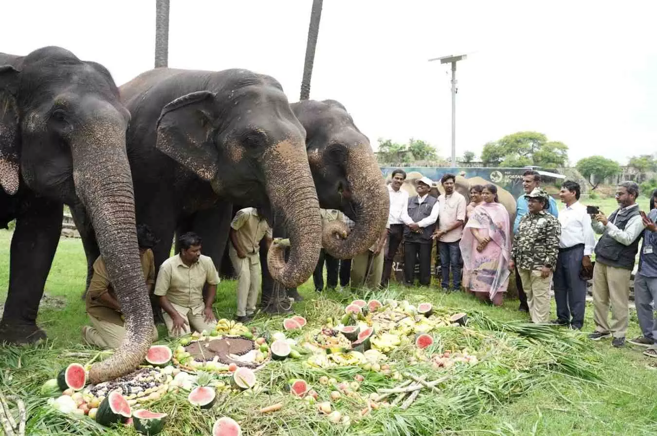 ఏనుగులకు పంచభక్ష పరమాన్నంతో విందు