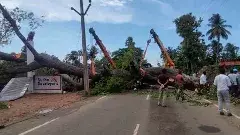 చెట్టుకూలి ఉద్యోగి మృతి